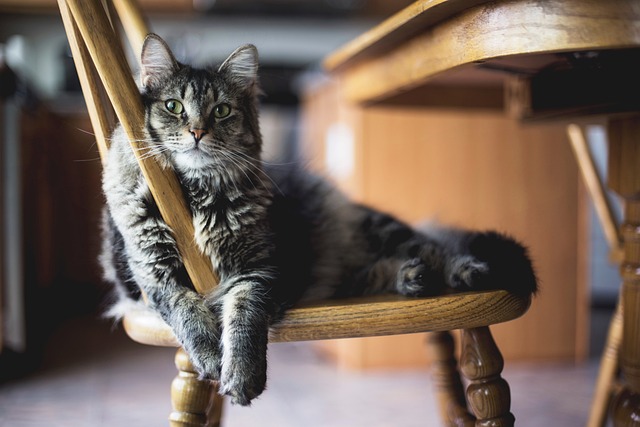 Marmalade Felines