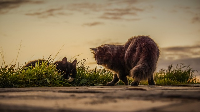 Marmalade Felines