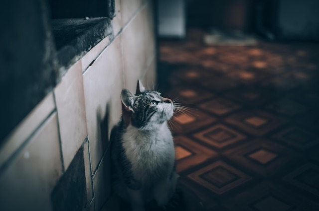 Marmalade Felines