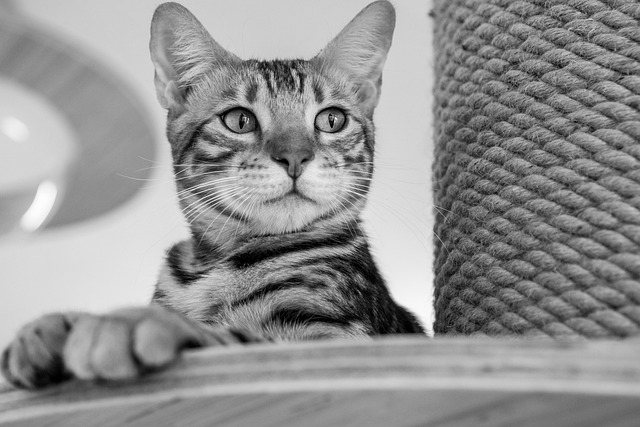 marmalade-felines-640x480-83183824.jpeg