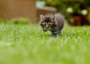 marmalade-felines-640x480-89474906.jpeg