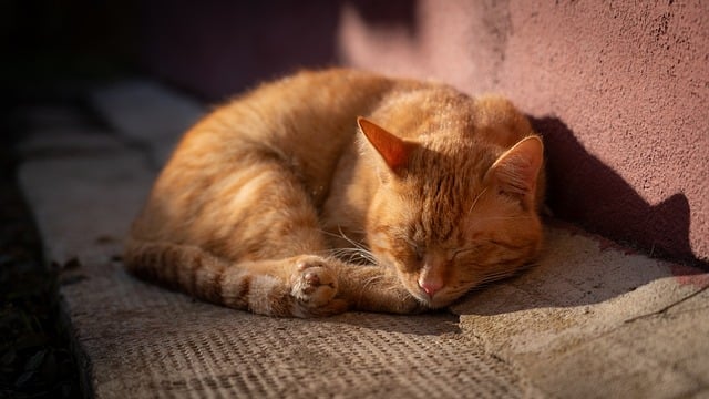 Marmalade Felines