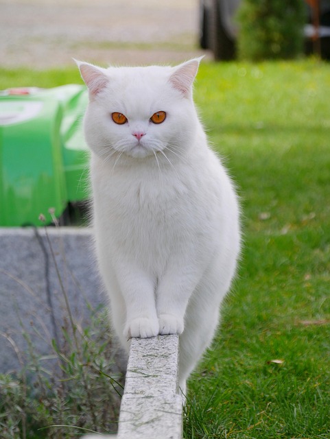 orange-cat-resources-640x480-16720733.jpeg