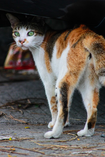 Orange Cat Resources