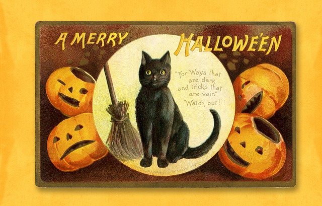 Orange Cat Resources
