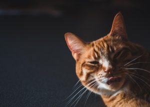 orange-cat-resources-640x480-34011075.jpeg