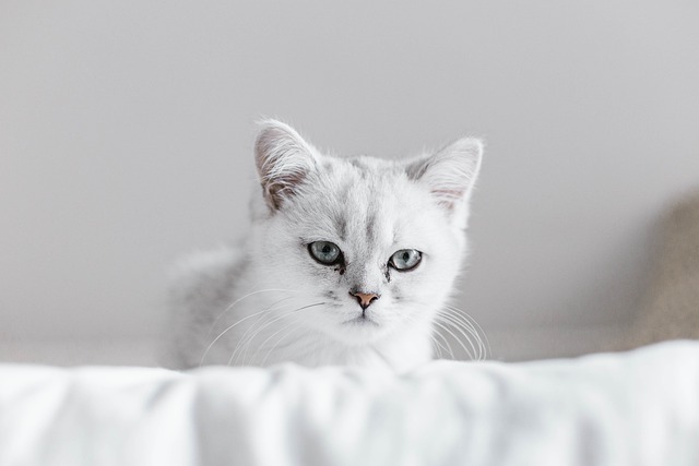 Orange Cat Resources