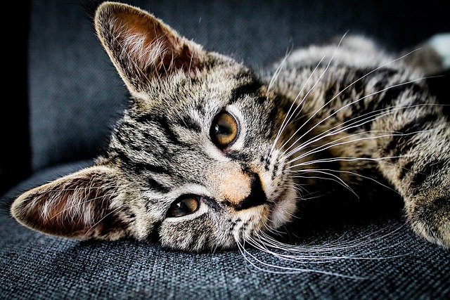 orange-cat-resources-640x480-51352431.jpeg