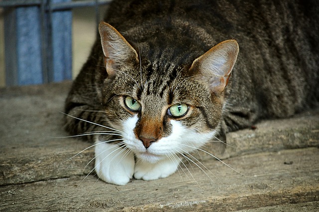 Orange Cat Resources