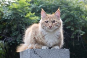 orange-cat-resources-640x480-81995237.jpeg