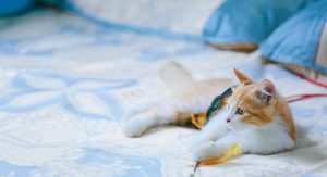 orange-cat-resources-640x480-85879066.jpeg