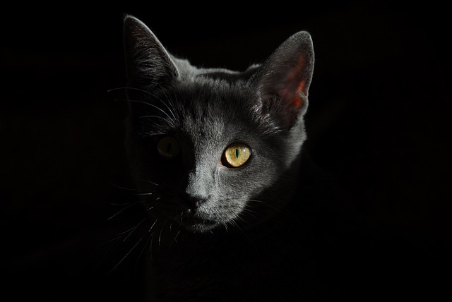 Orange Cat Resources
