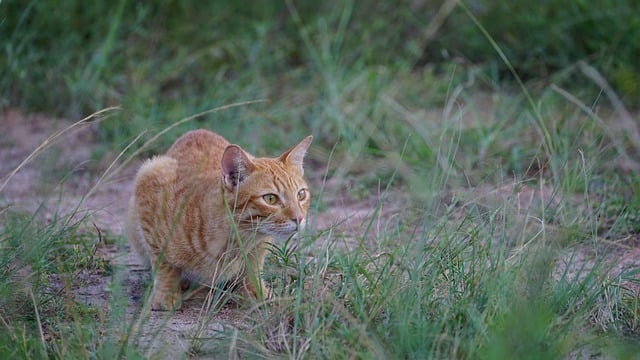Orange Cats