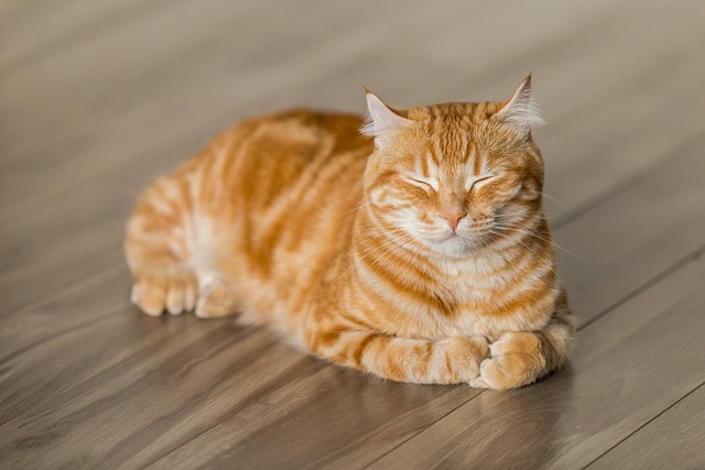 Orange Cats