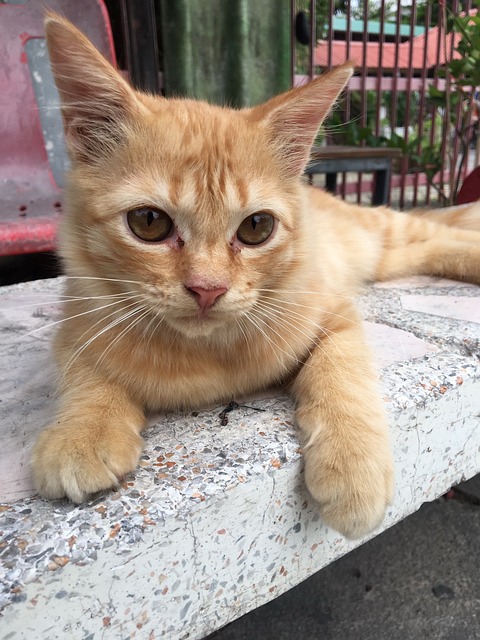 Orange Cats