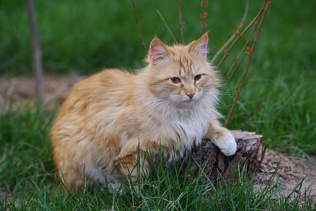 Orange Cats