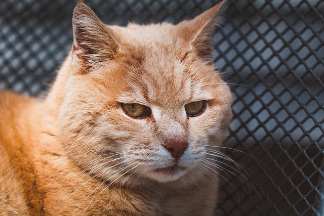 Orange Cats