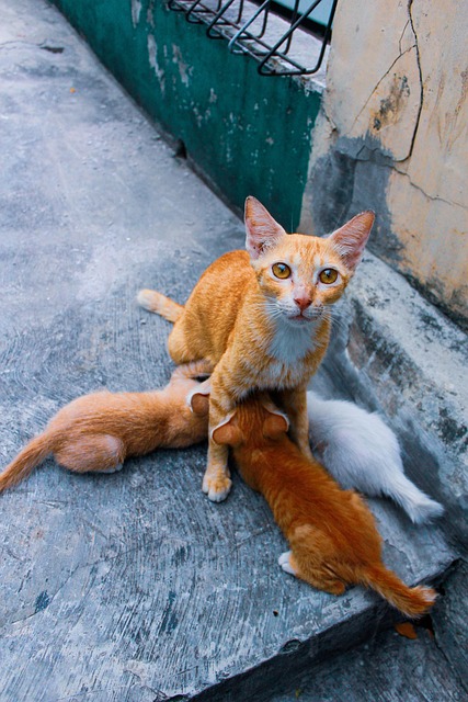 Orange Cats