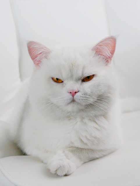 Unveiling the Charms: The Ultimate Guide to Orange Cats