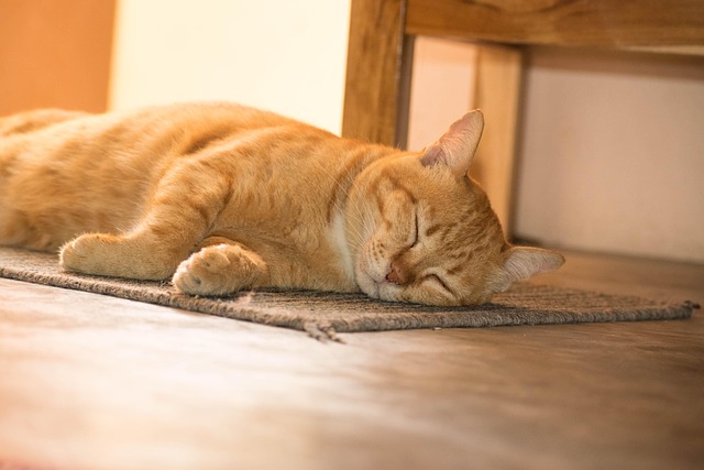 Orange Cats