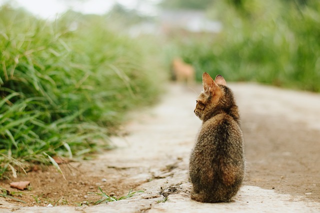 Nurturing Your Orange Cat: Diet, Care, and Training Tips
