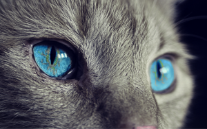 orange-cats-640x480-43760334.png