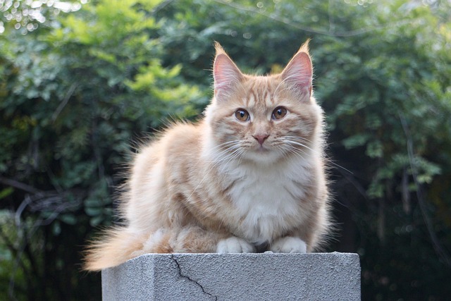 Orange Cats