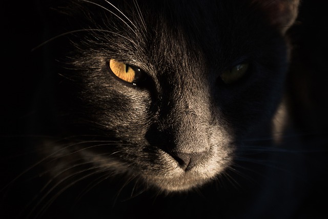 orange-cats-640x480-49614265.jpeg