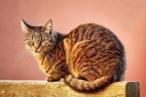 orange-cats-640x480-5399031.jpeg