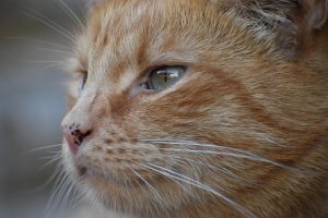 orange-cats-640x480-68222829.jpeg