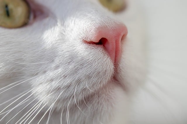 orange-cats-640x480-83007359.jpeg