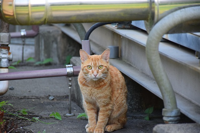 Orange Cats