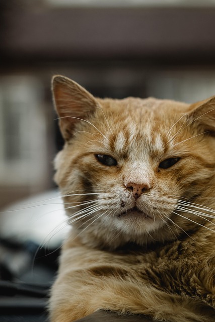 Orange Cats