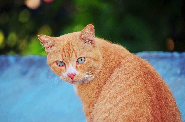Orange Cats