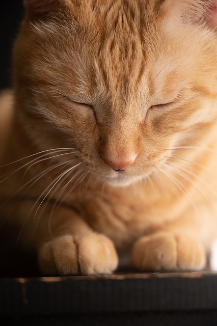Orange Felines