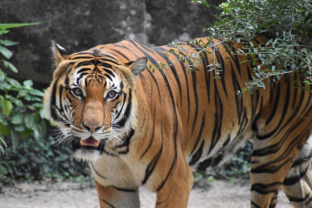 Unveiling Secrets: Orange Felines Through Genetics and History