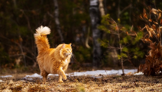 Orange Felines