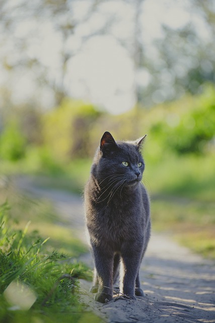 orange-felines-640x480-33589155.jpeg