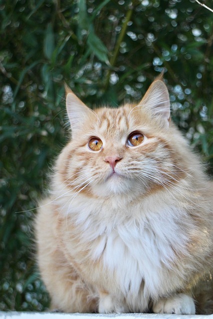 Orange Felines