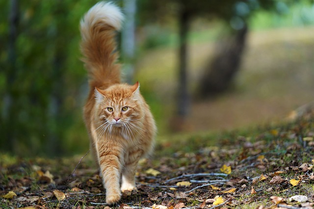 Orange Felines