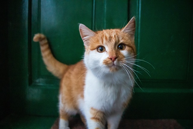 Orange Felines