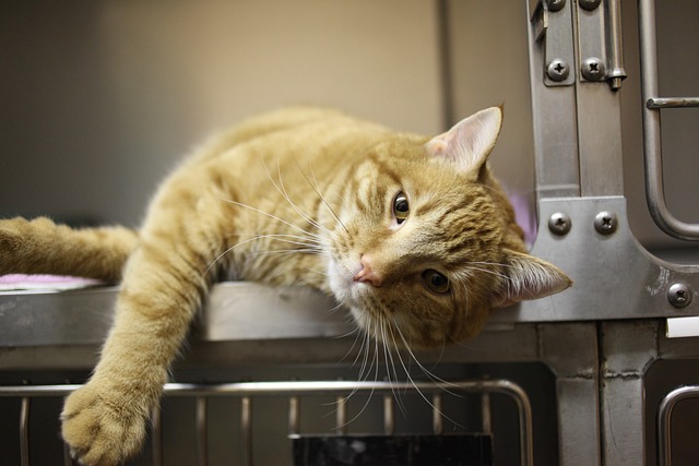 orange-felines-640x480-87570200.jpeg