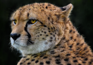 orange-felines-640x480-95293474.png