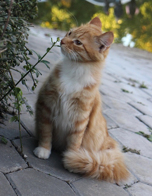 Orange Felines