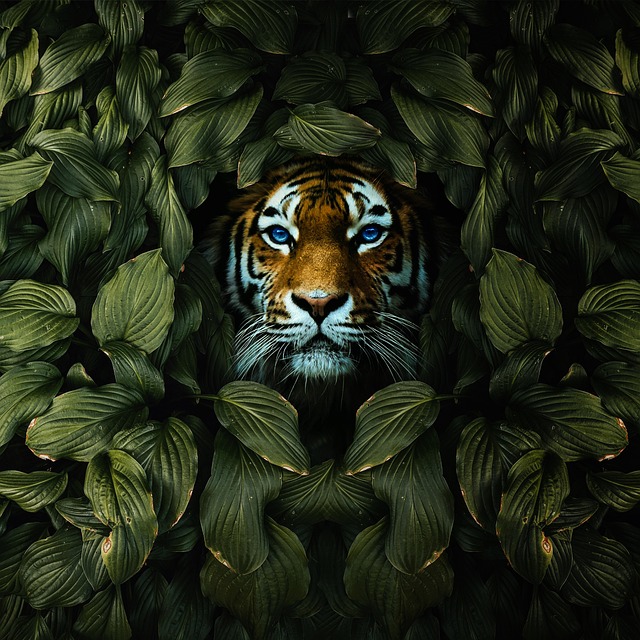 orange-felines-640x480-9801541.jpeg
