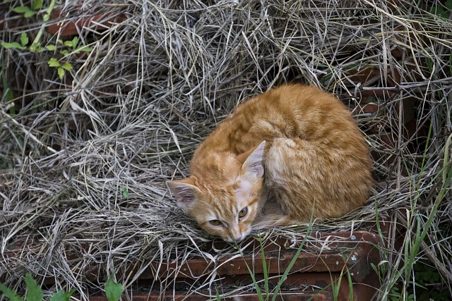 Orange Kittens