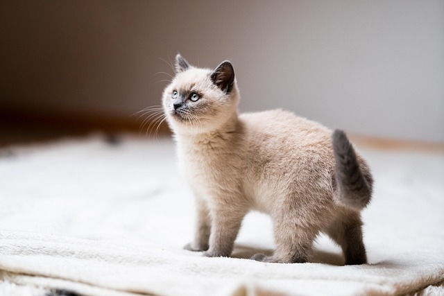 Orange Kittens