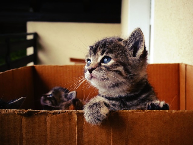 Orange Kittens