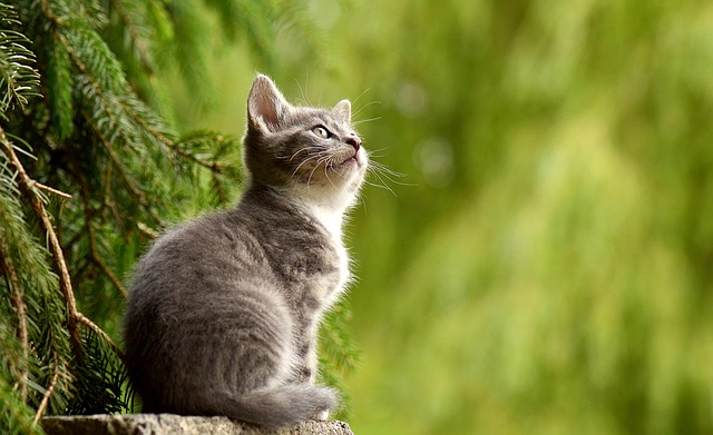 orange-kittens-640x480-21747066.jpeg