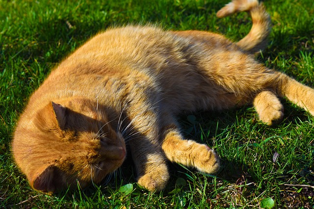 Orange Kittens